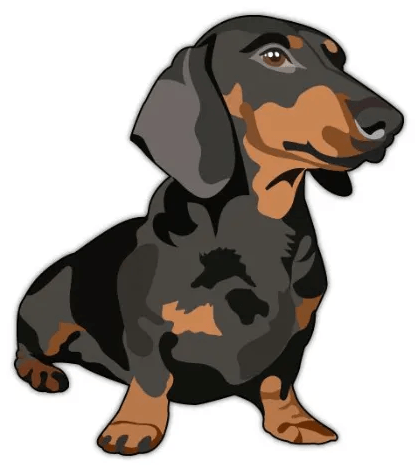 Dachshund image