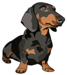 Dachshund