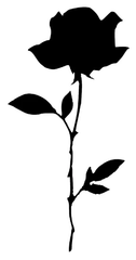 Black rose
