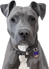Perro gris – Tatuajes temporales de animales