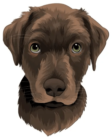 Brown dog image