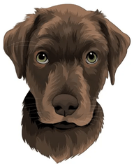 Brown dog