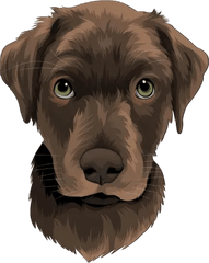 Perro marrón – Tatuajes temporales de animales
