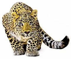 Tigre Realista thumb 1