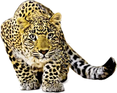 Tigre Realista thumb 2