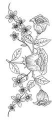 Lumbar flowers