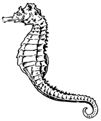 Cavalluccio marino thumb 1