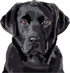 Labrador negro – Tatuajes temporales de animales