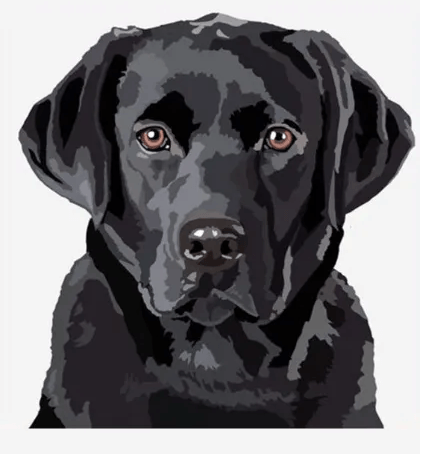 Black Labrador image