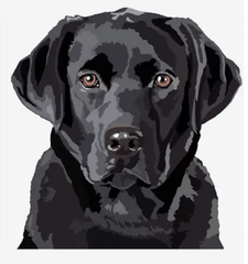 Black Labrador