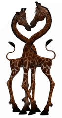Giraffen verliebt thumb 1
