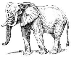 Elephant thumb 1