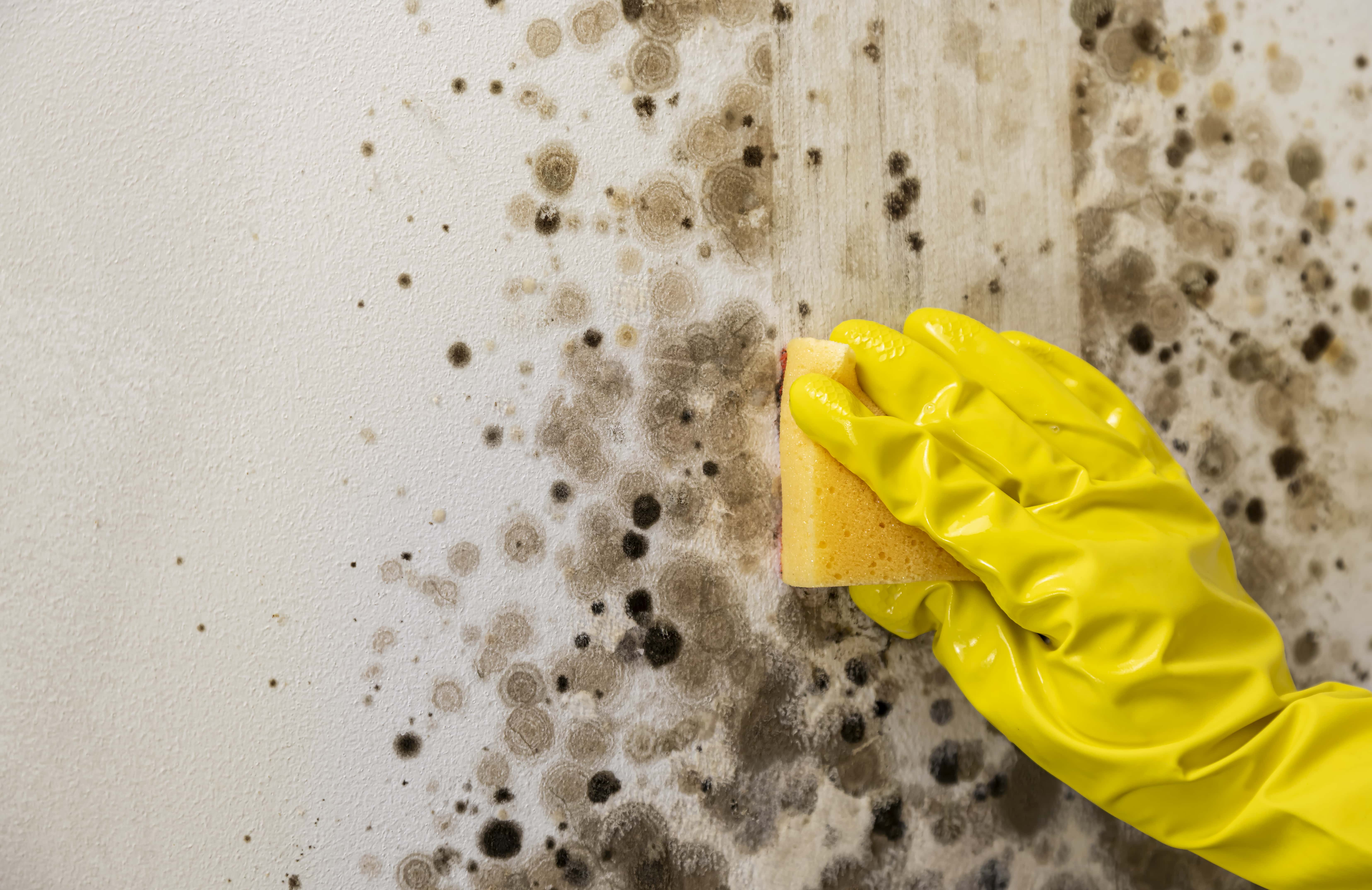 Mould Clean-Up