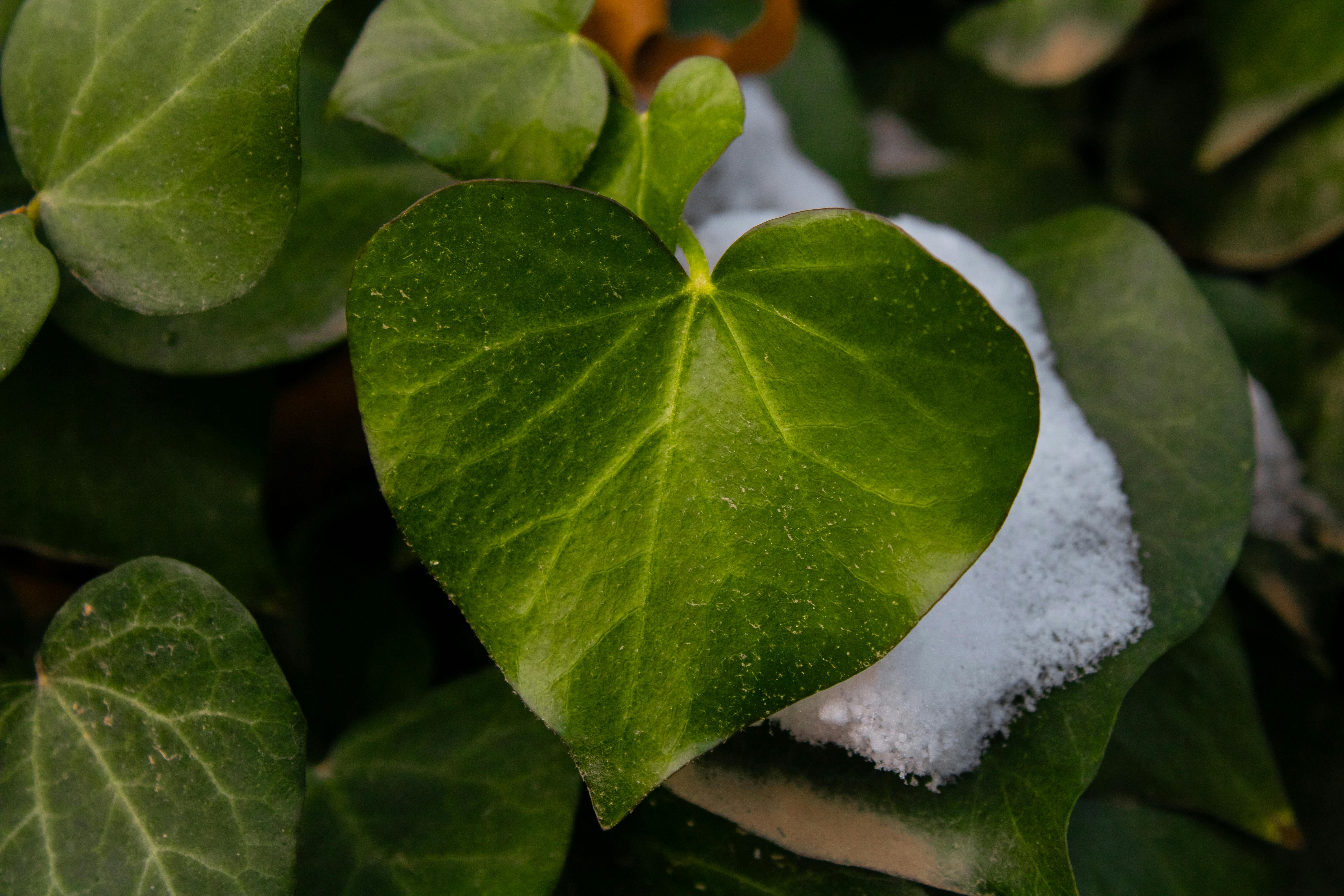 An outdoor scene in a suburban backyard designed to minimize pollen and allergens. It features a variety of allergy-friendly landscaping choices, such