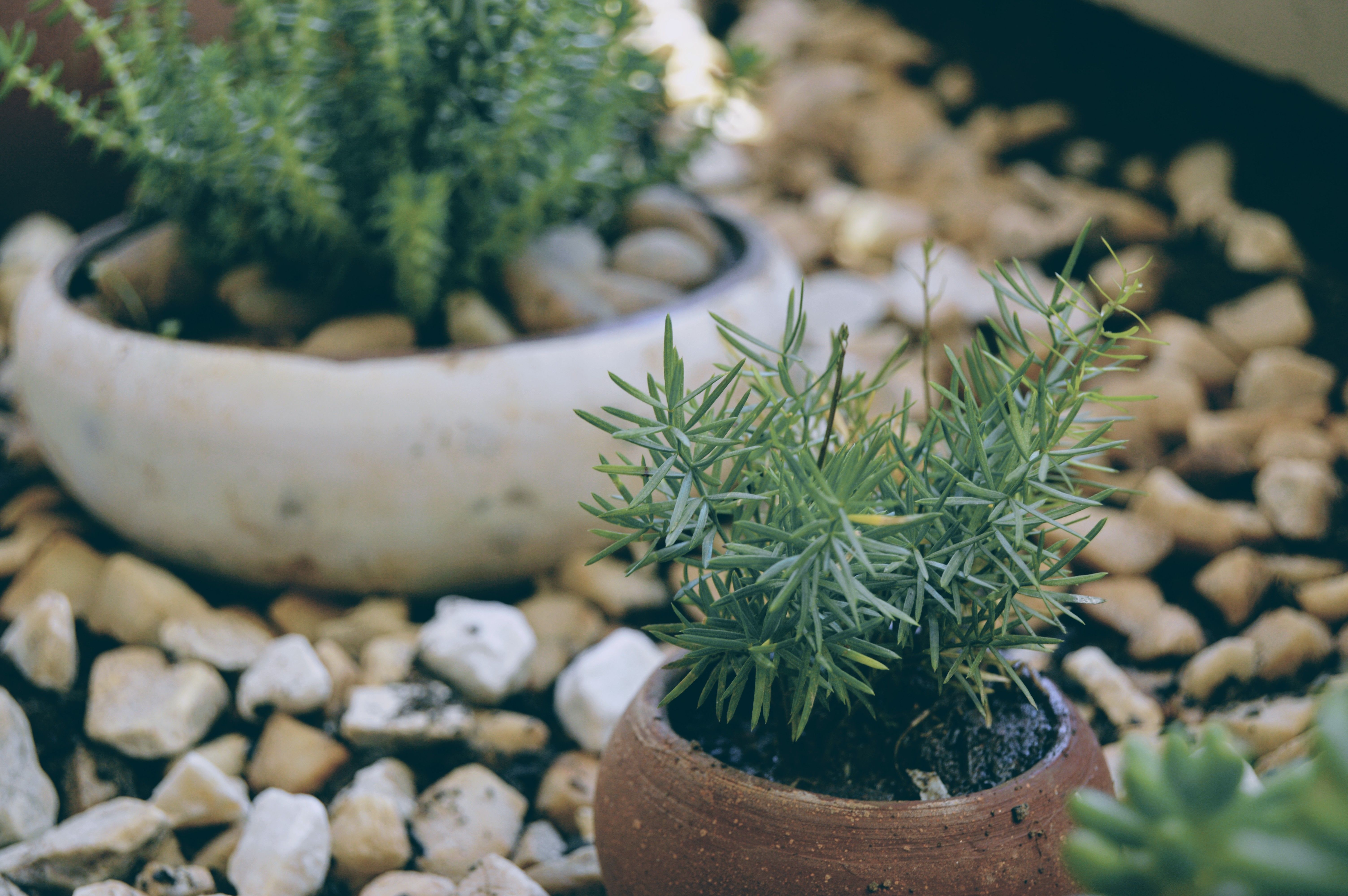 How to Create a Low-Maintenance Garden