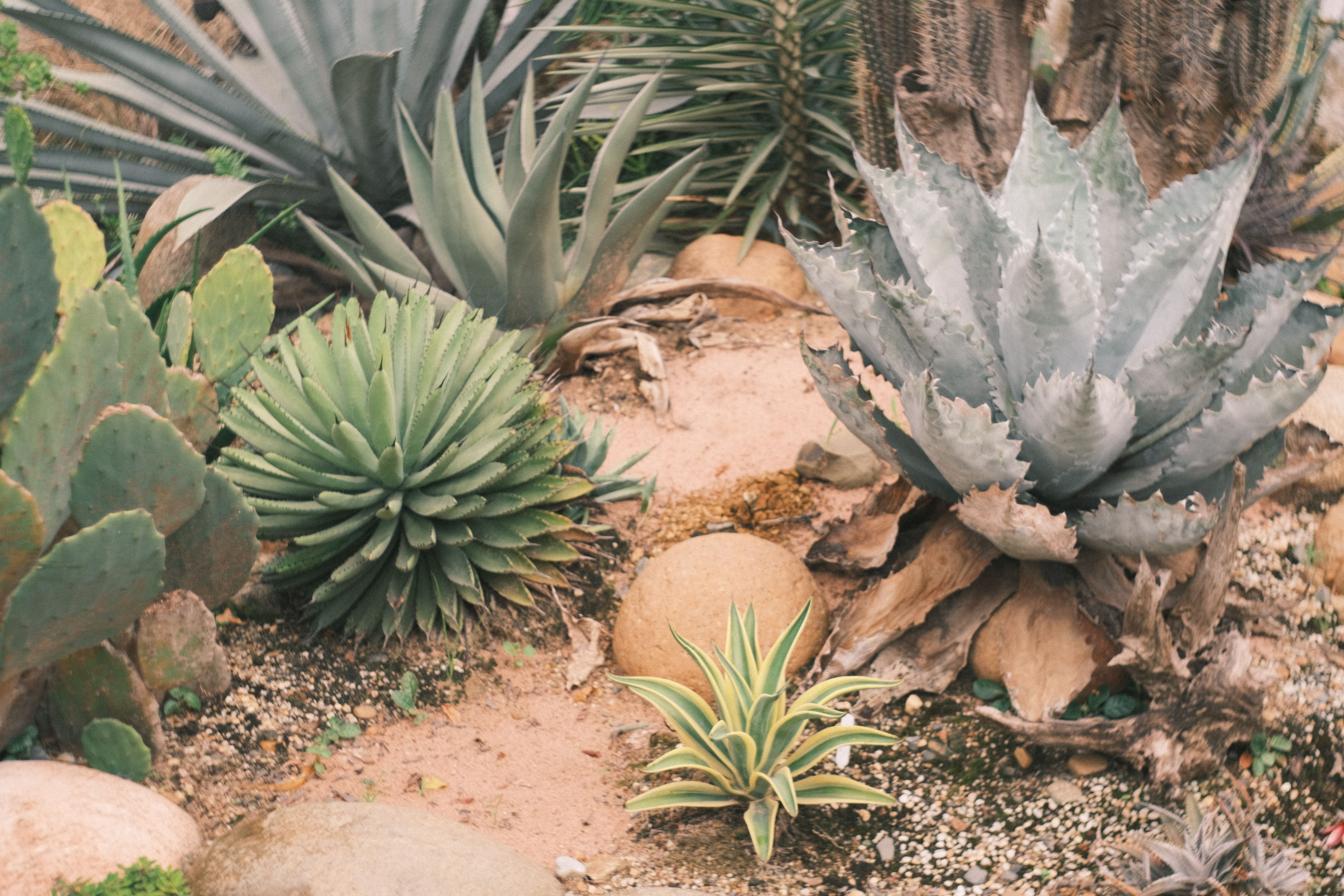 An image showcasing a xeriscaped garden in an urban setting, featuring gravel paths, succulent plants, and native grasses, demonstrating the principle