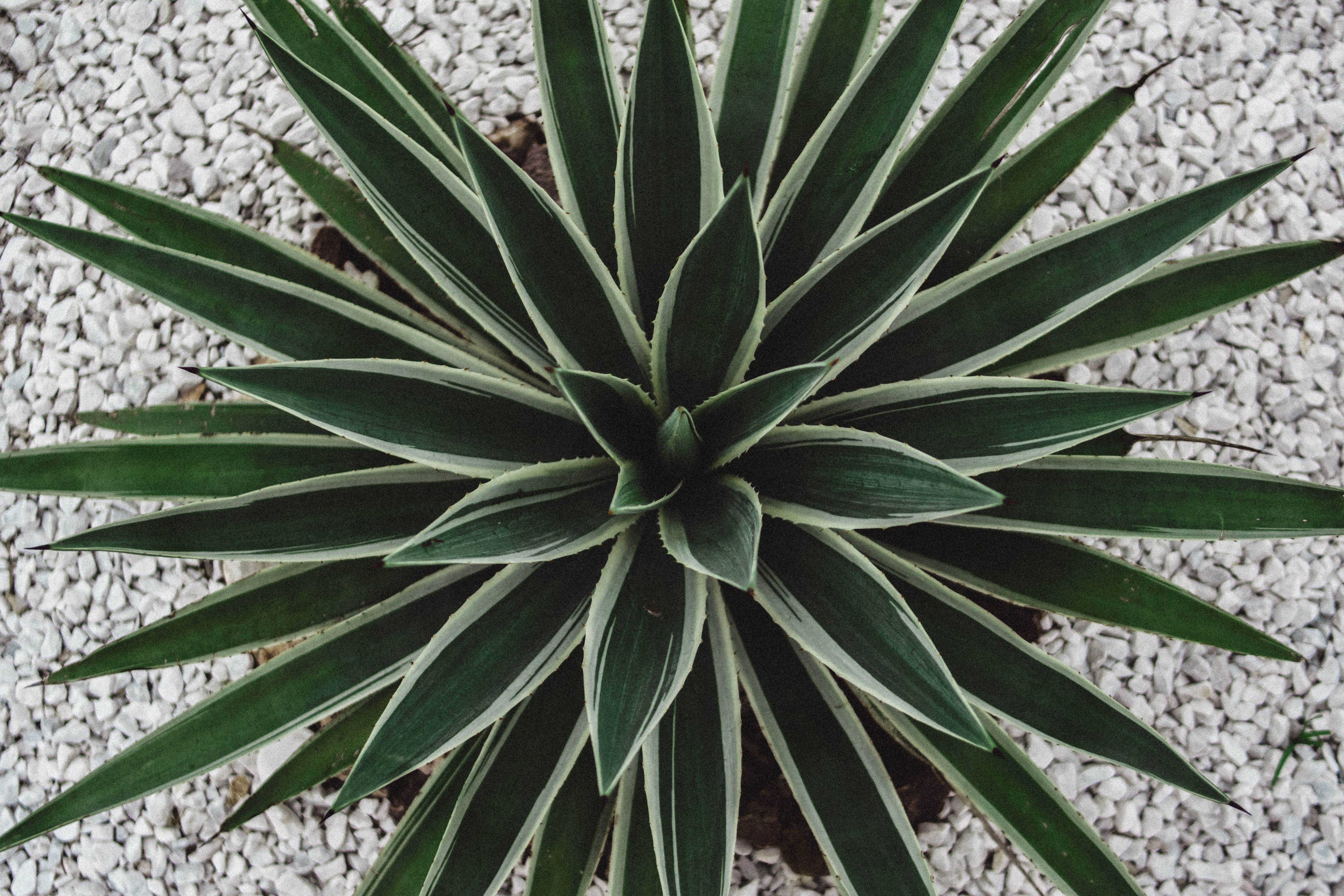 A detailed image of a selection of native and drought-resistant plants arranged in a garden, highlighting their diverse colors and textures, suitable 