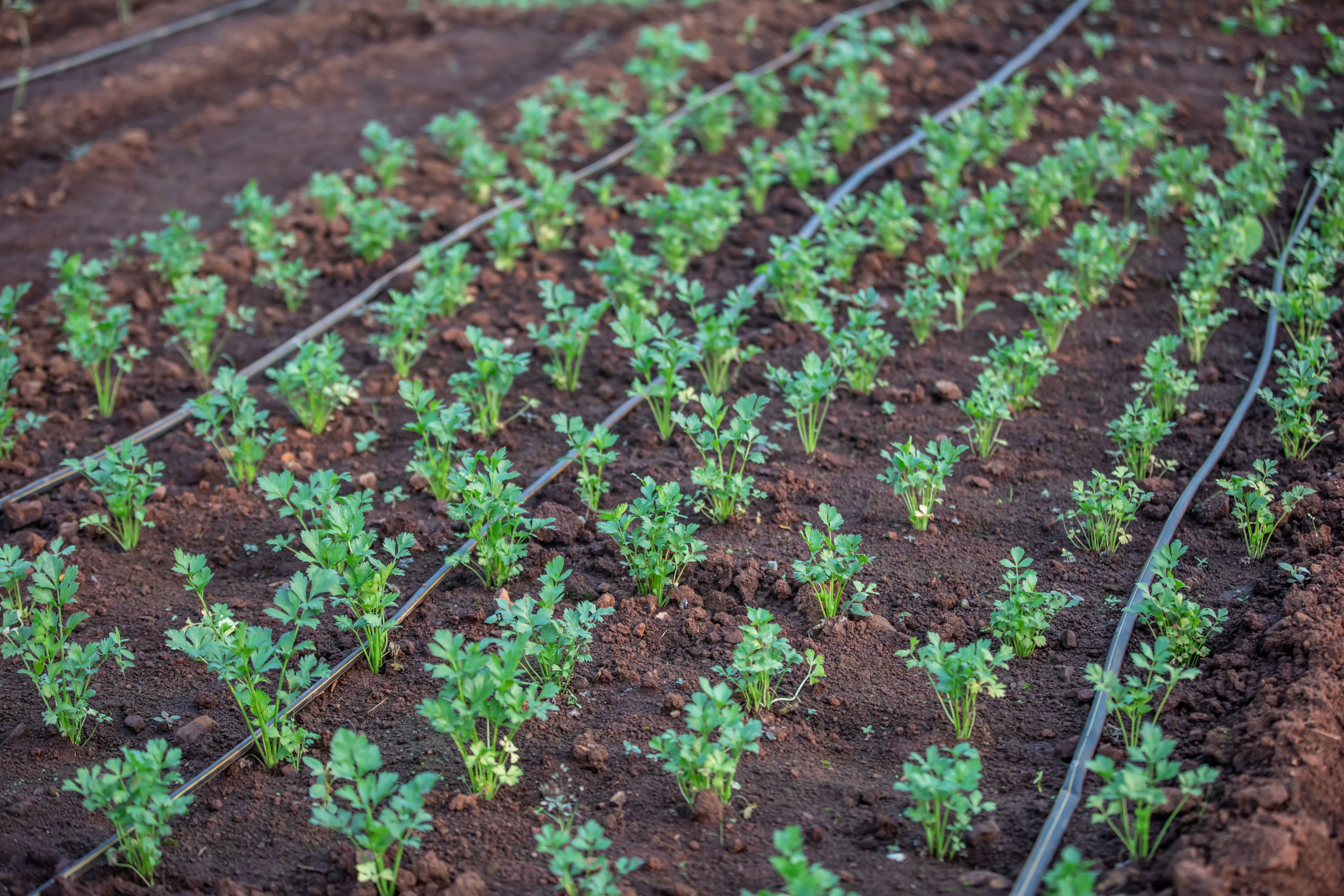 Water Conservation: Smart Irrigation Guide