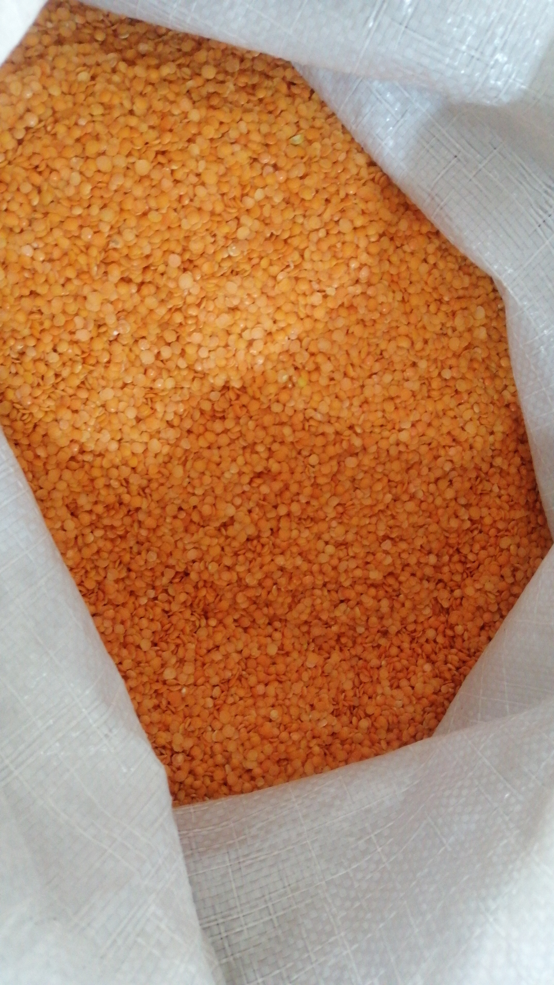 Red lentil 
