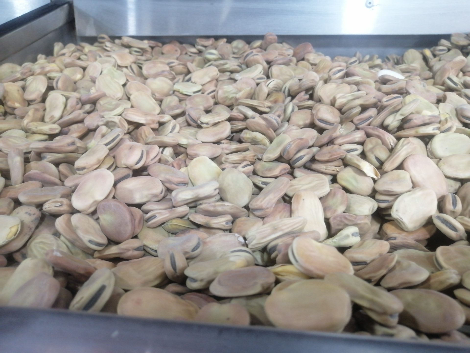 Broad beans 