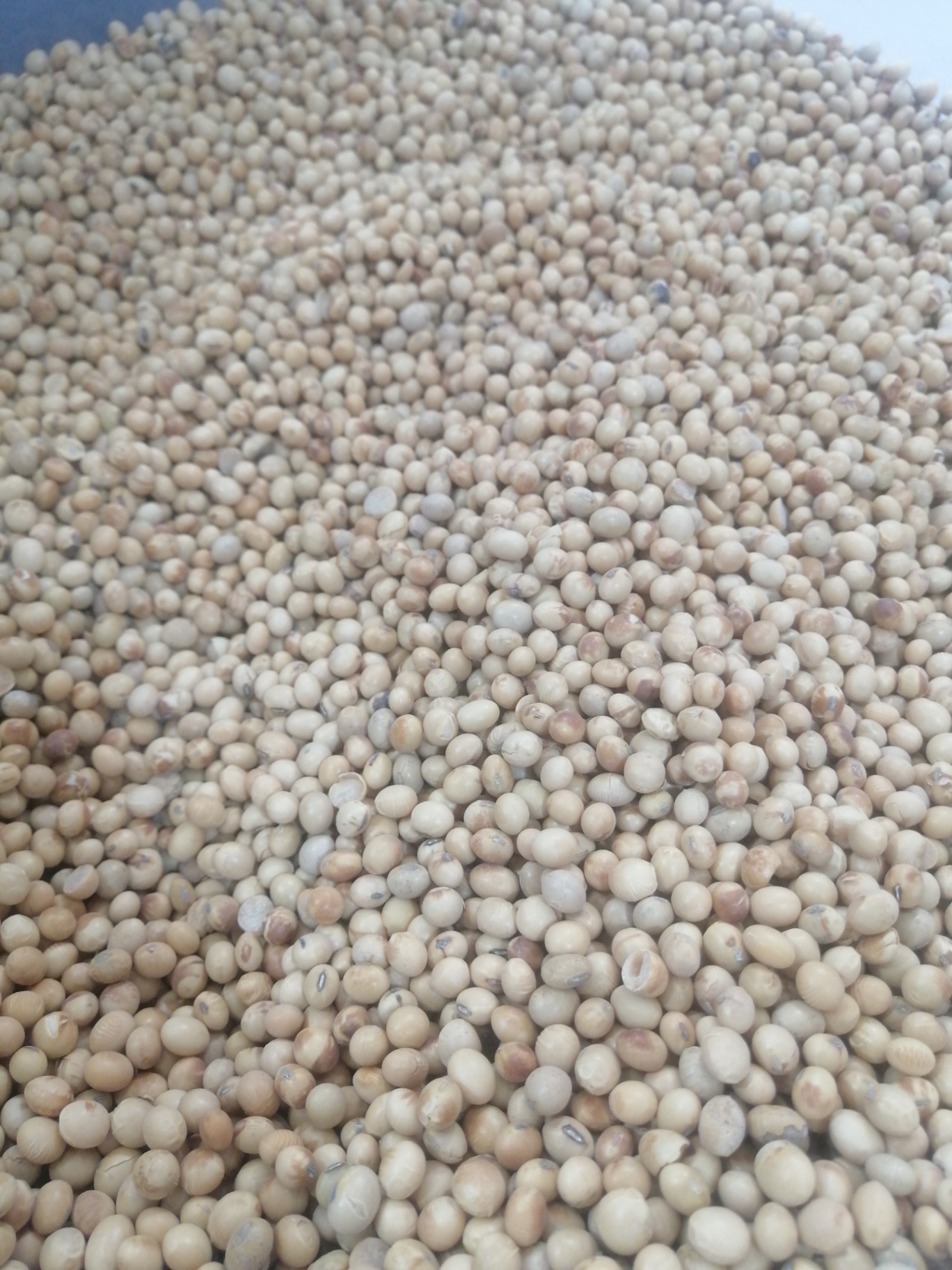 Soya