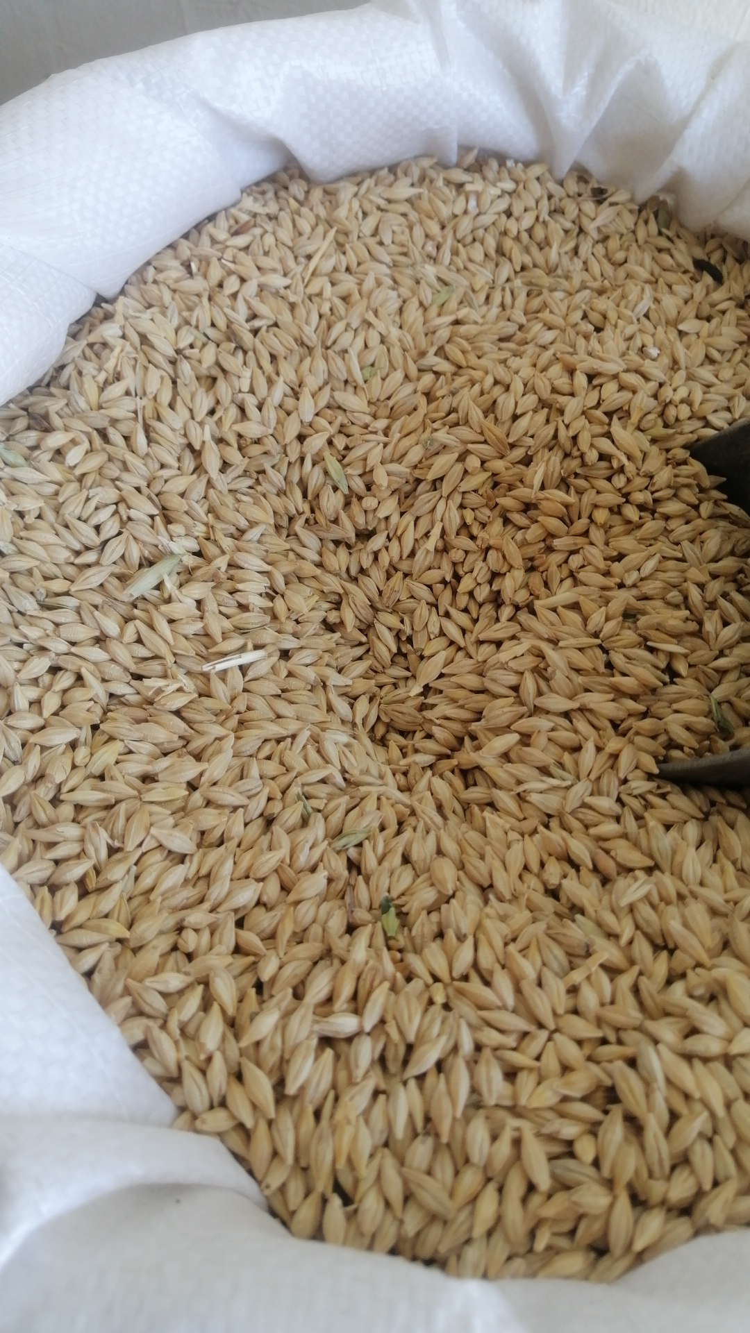 Barley