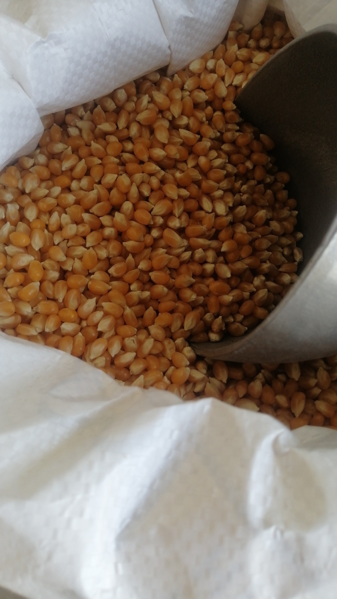Corn
