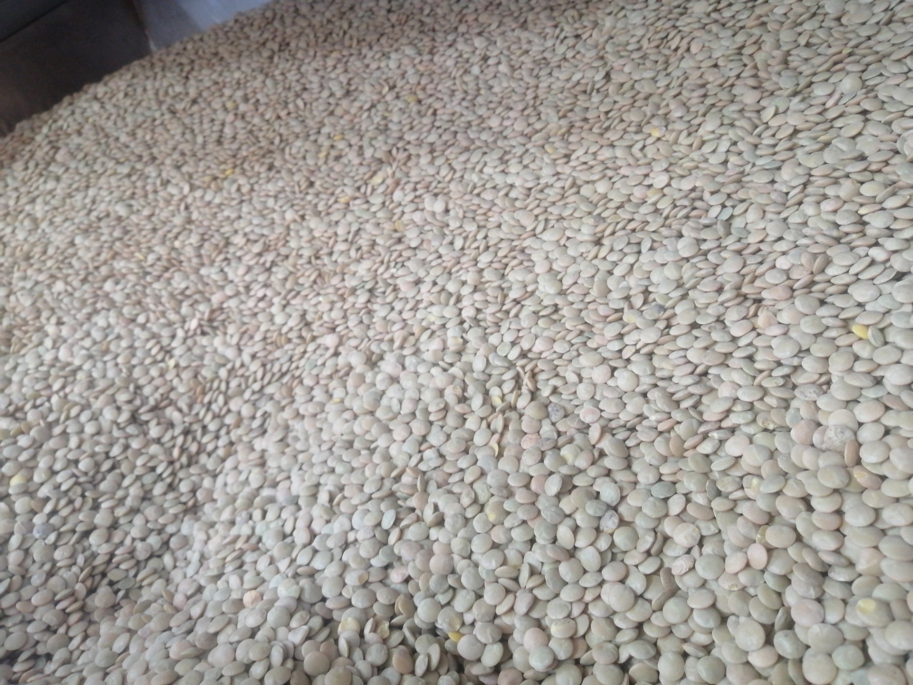 Canadian broad lentil 