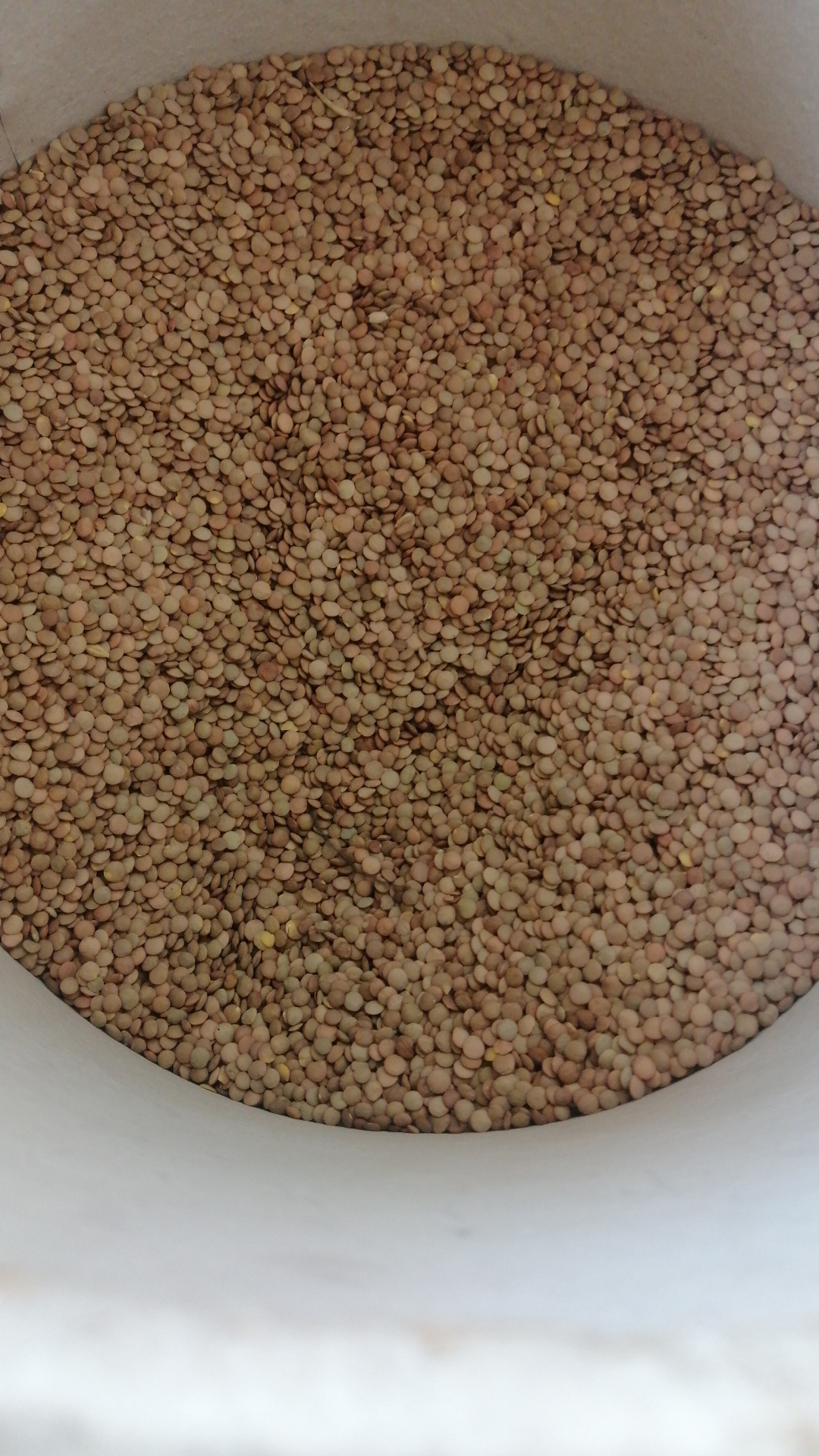Broad lentil 