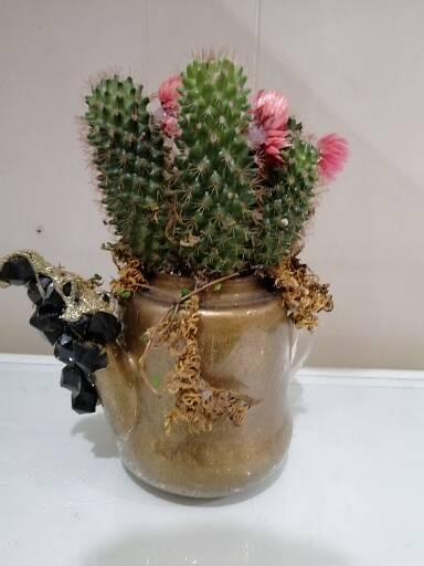 Cactus 