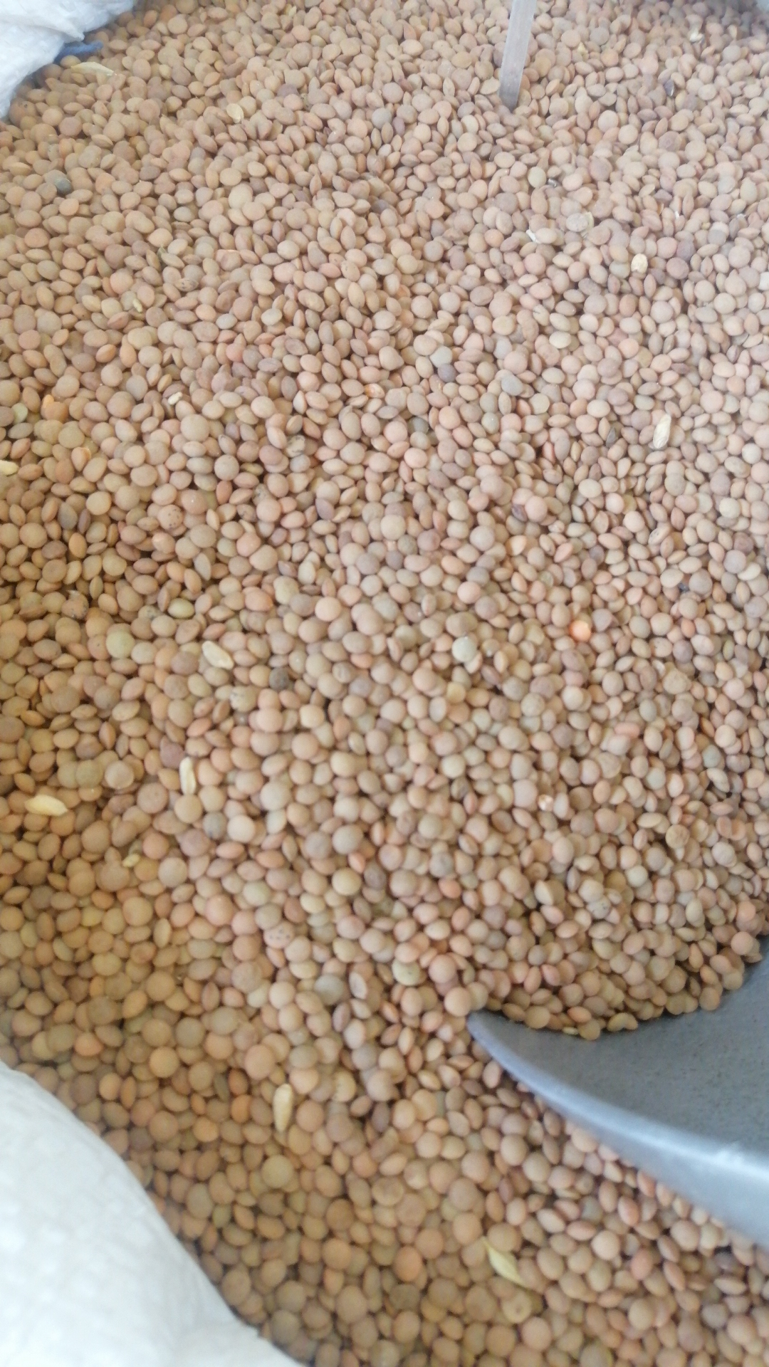 Lentil 