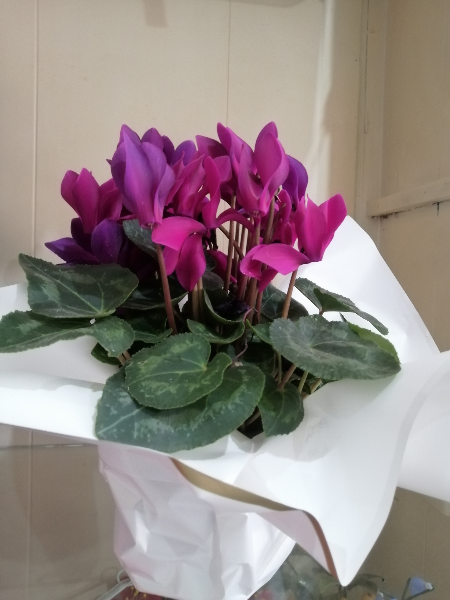 Cyclamen 
