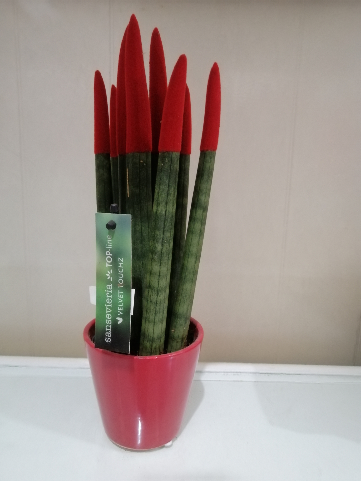 Kortis plant