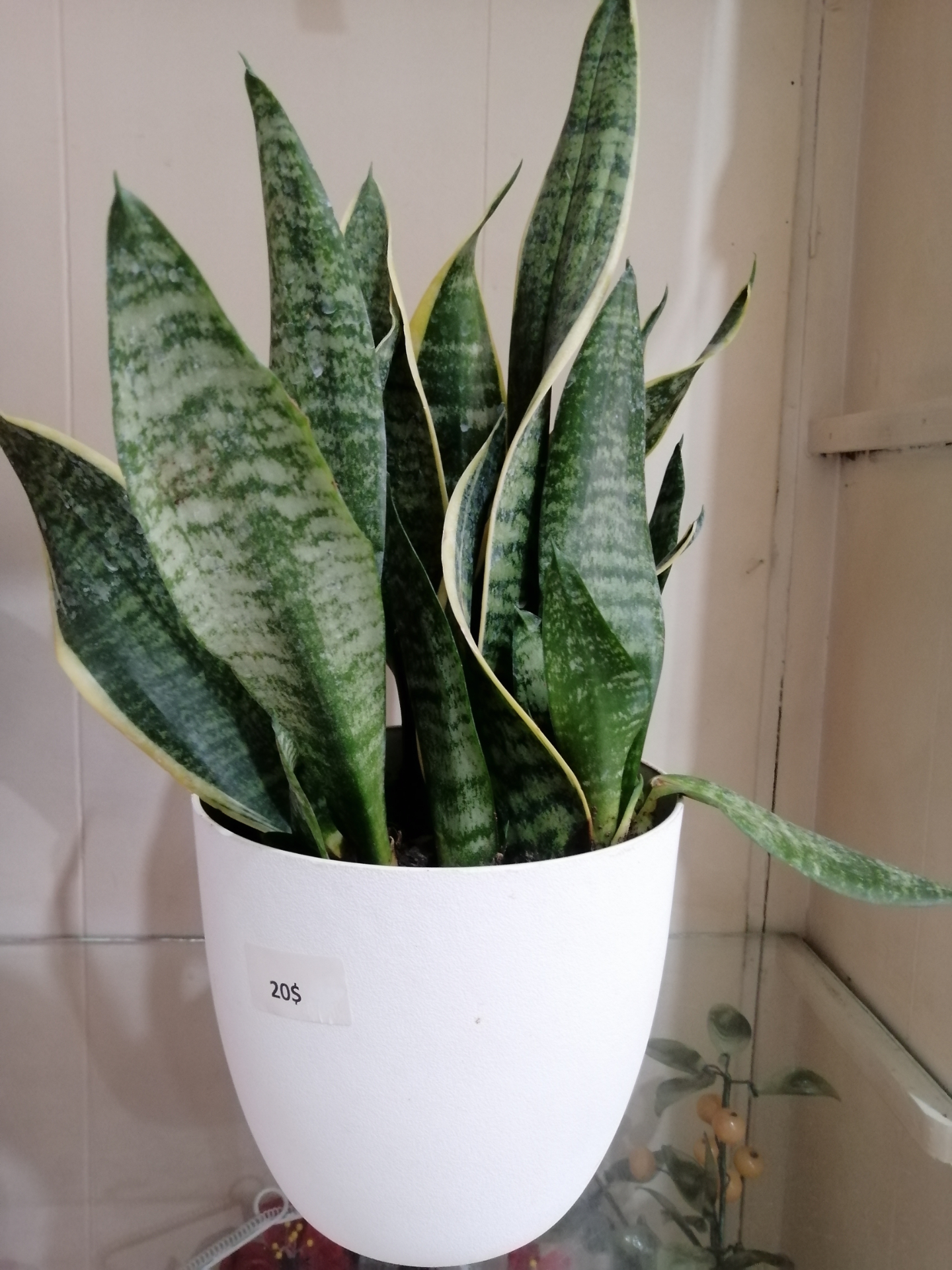 Ophioglossum 