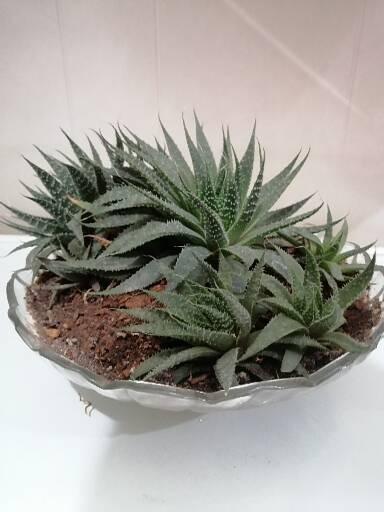 Cactus 