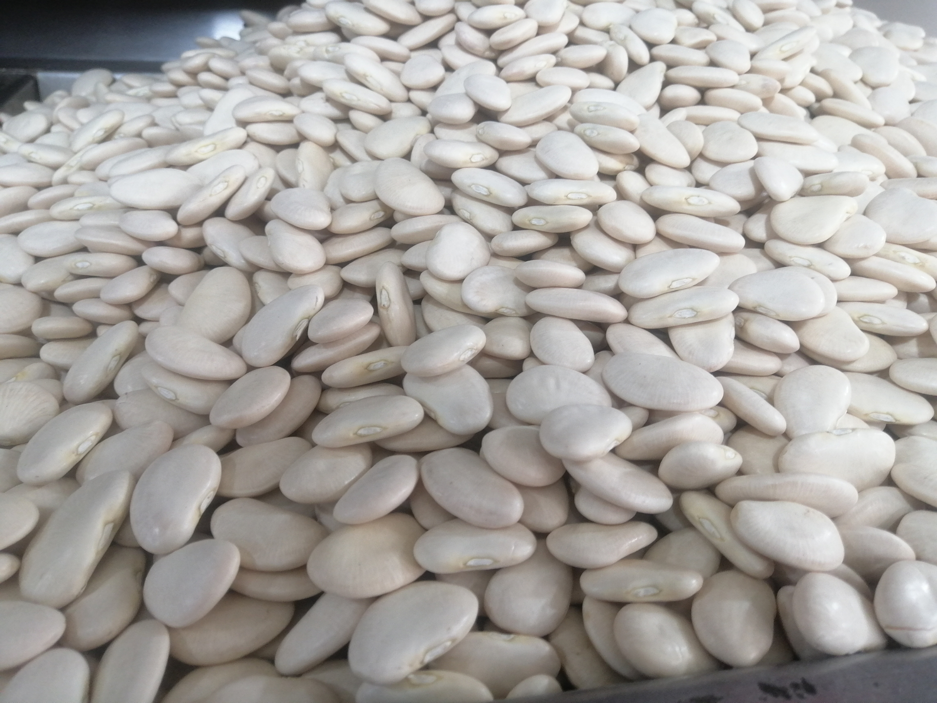 Broad beans (foreign) 
