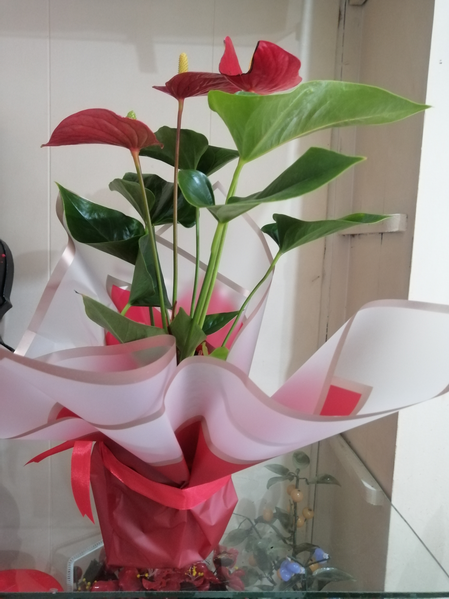 Anthurium 
