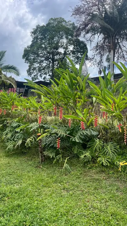 Ofrezco lote cerca a manizales para cultivos orgánicos