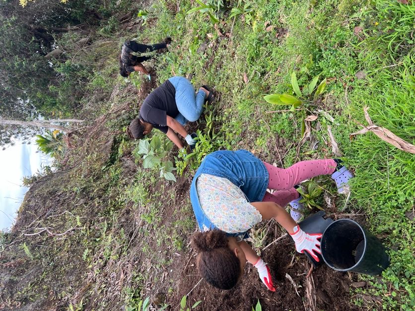 Māmaki Tea: Reviving Hawaiian Tradition for Wellness and Connection