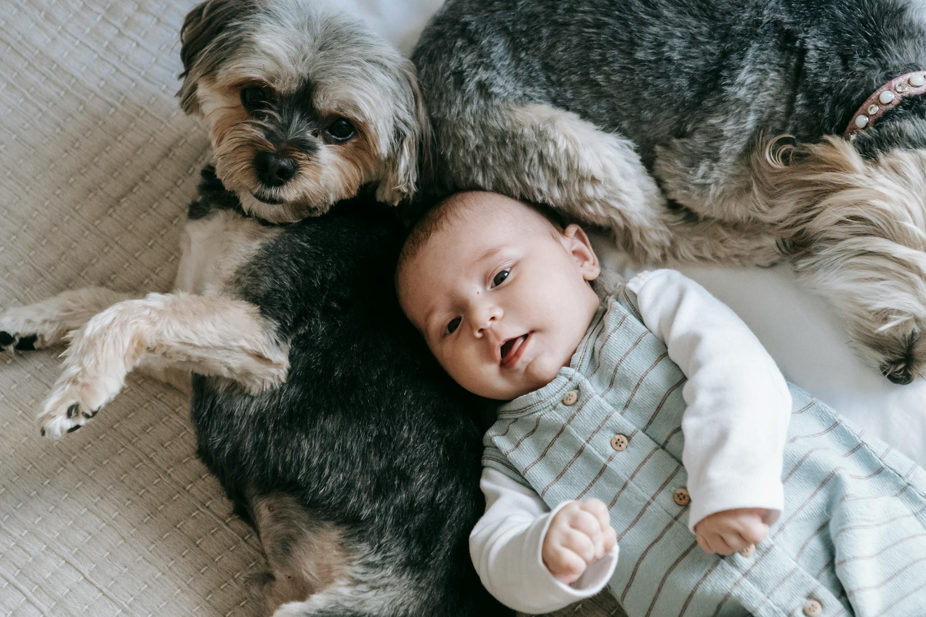 Distinctive Home & Pet Products