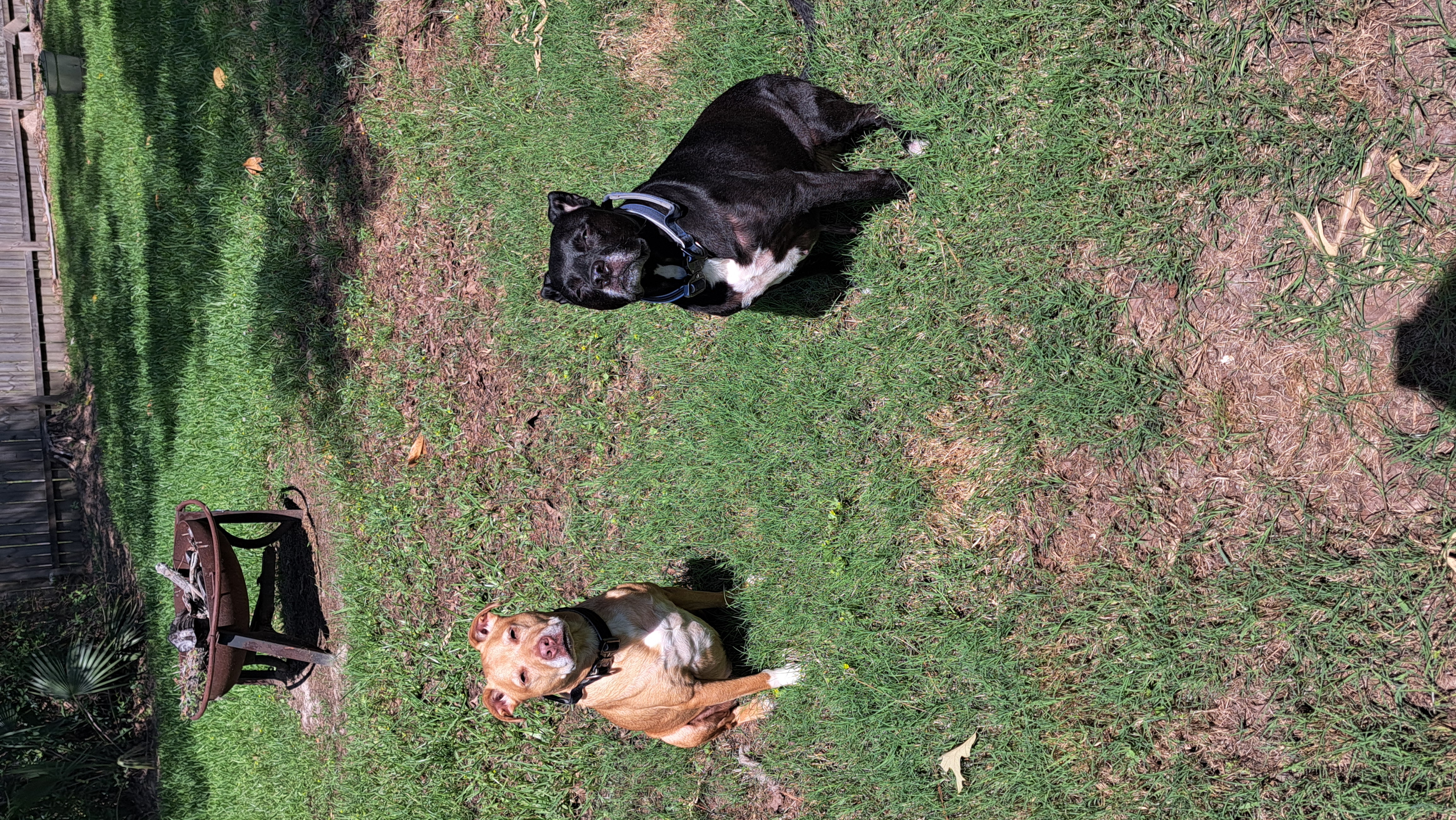 Need Help With Your Dog? Gentle Canine Training is Here For You