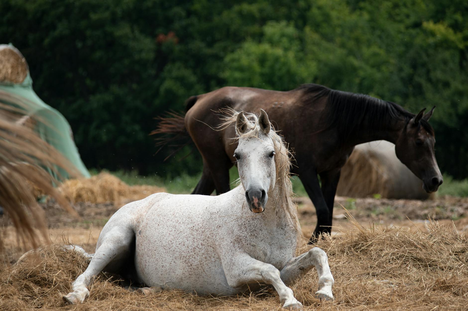 Resting Horse Ranch