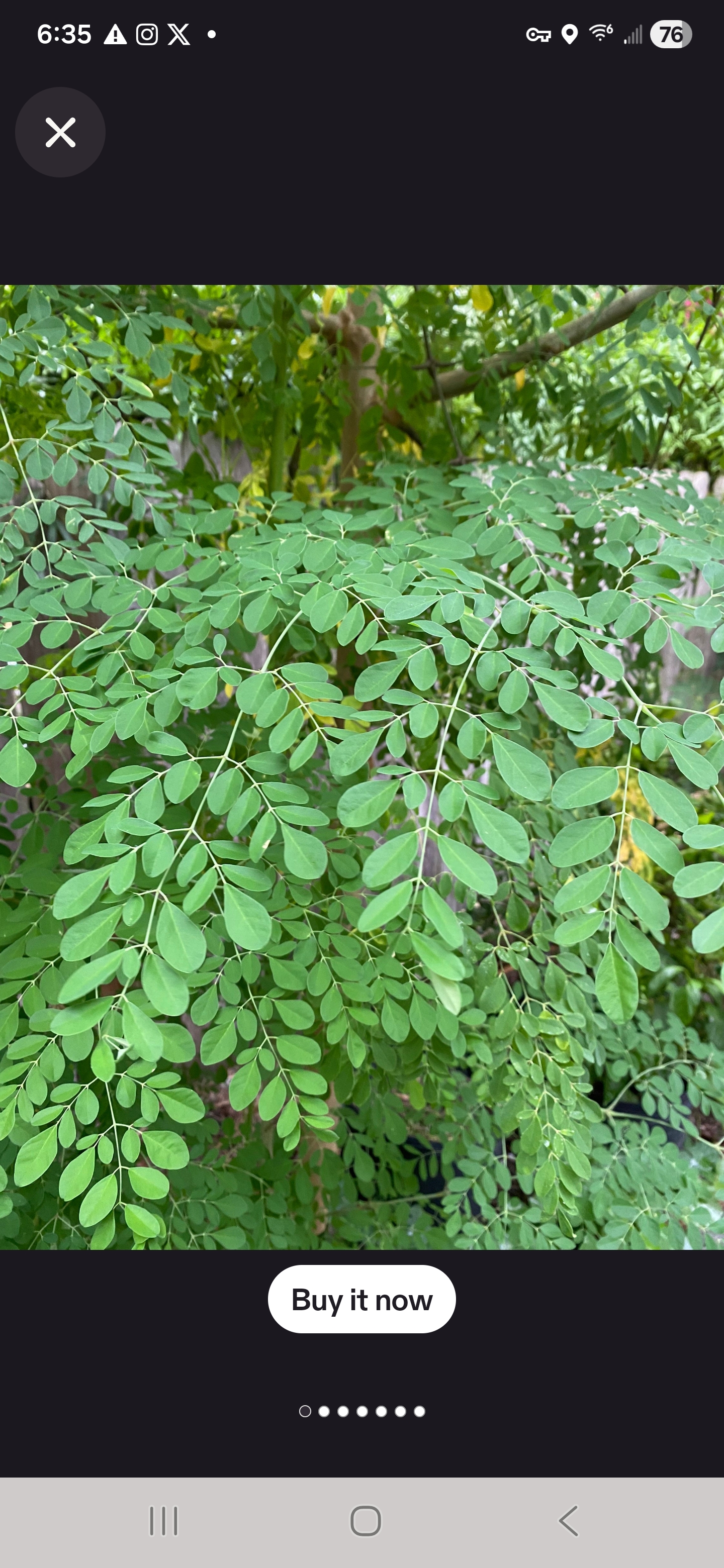 The Whole Moringa
