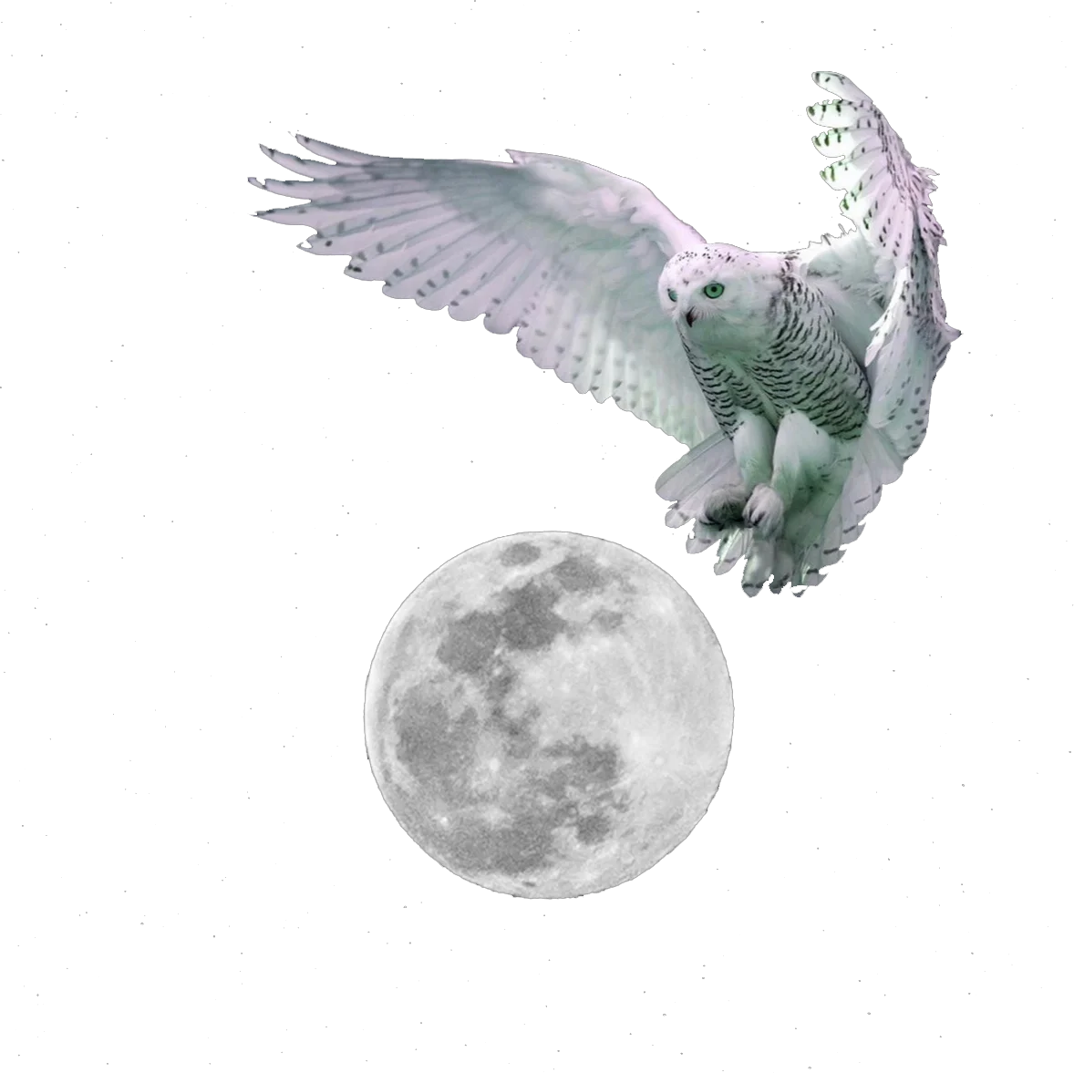 Creating Sacred Spaces for Women: Healing, Connection, and Renewal