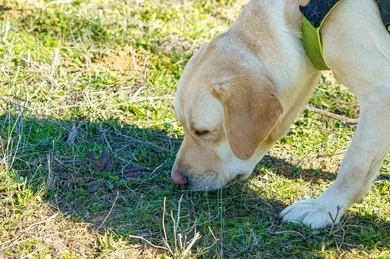 Helping Your Dog Feel Fulfilled, Not Just Tired