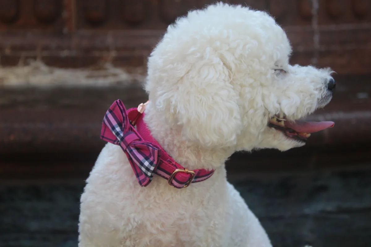 Your Dog’s Signature Style Starts Here