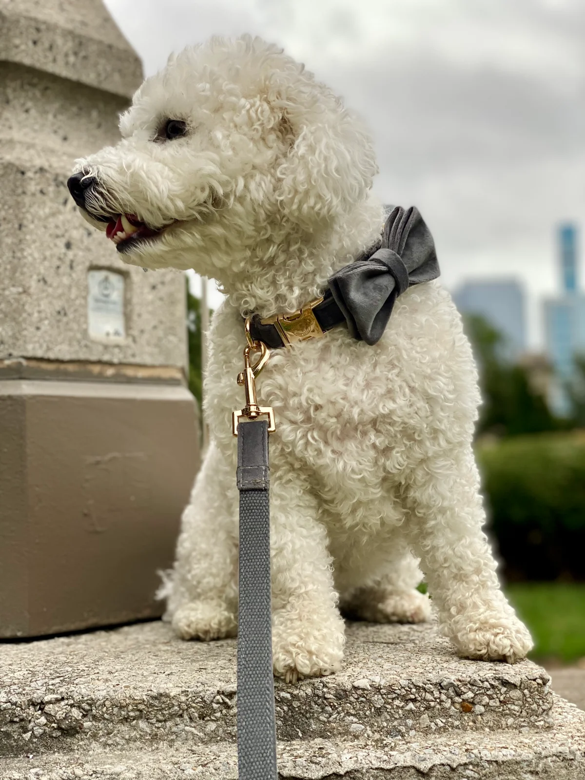 What Most People Get Wrong About Dog Collars