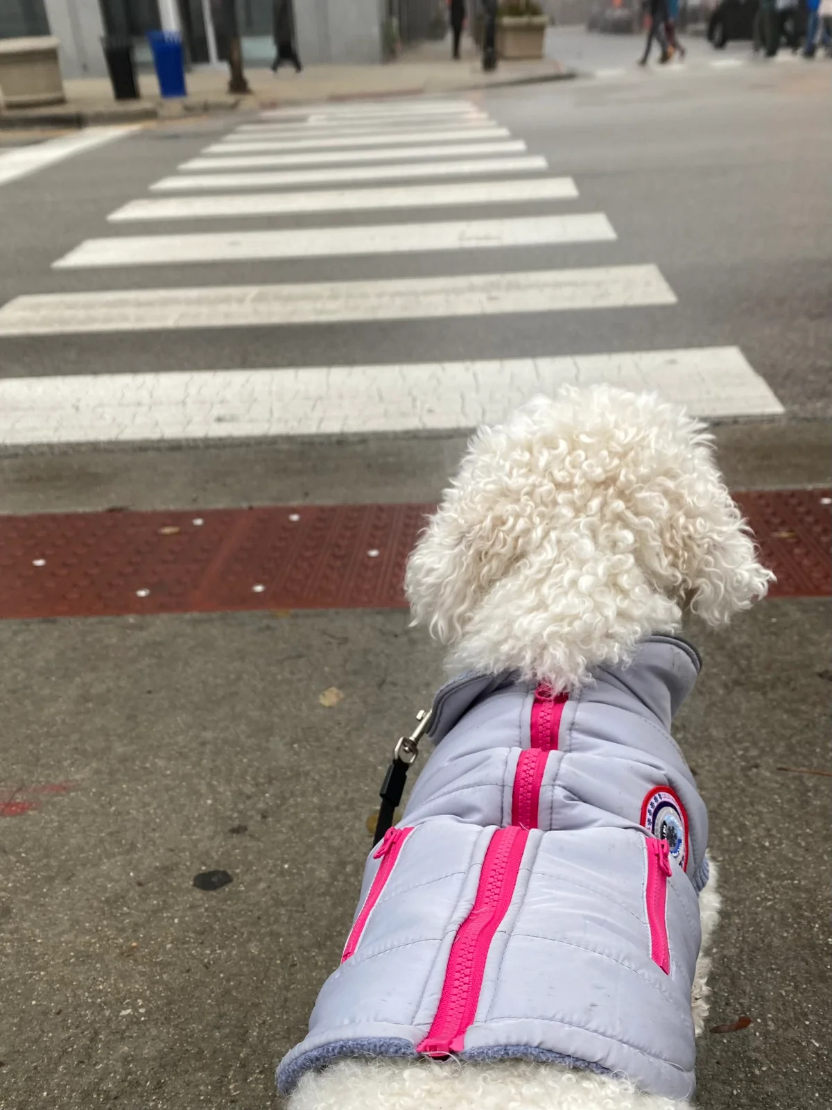 How to Choose the Right Collar for Your Dog’s Daily Life