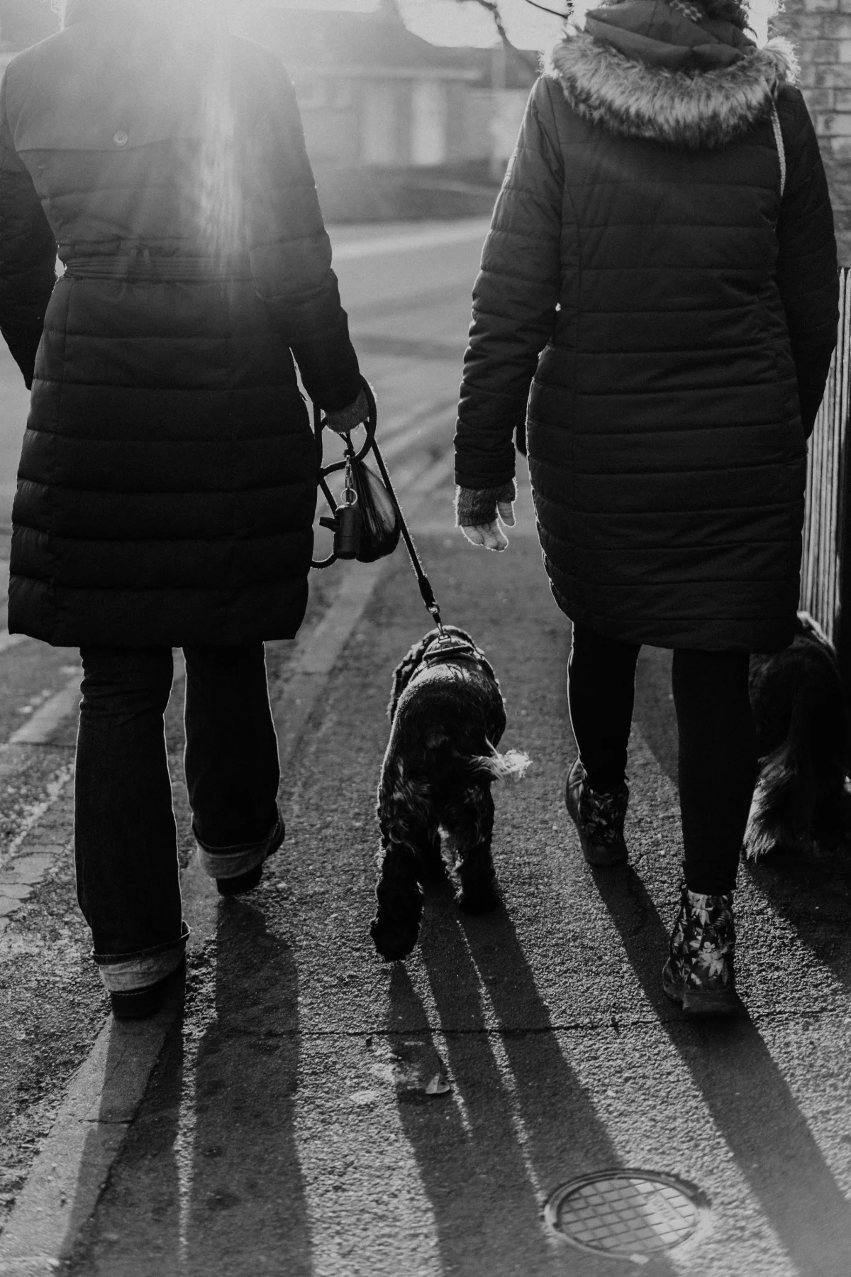 5 Dog-Walk Setups for Real Life