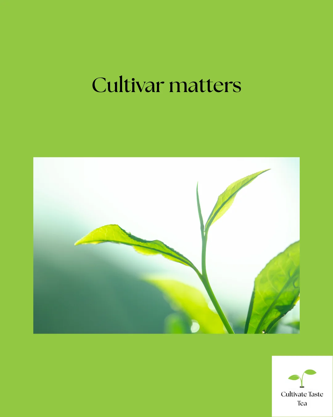 Understanding Tea Grading Systems: A Global Exploration of Quality